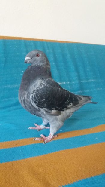 Vandut - TINERET 2018