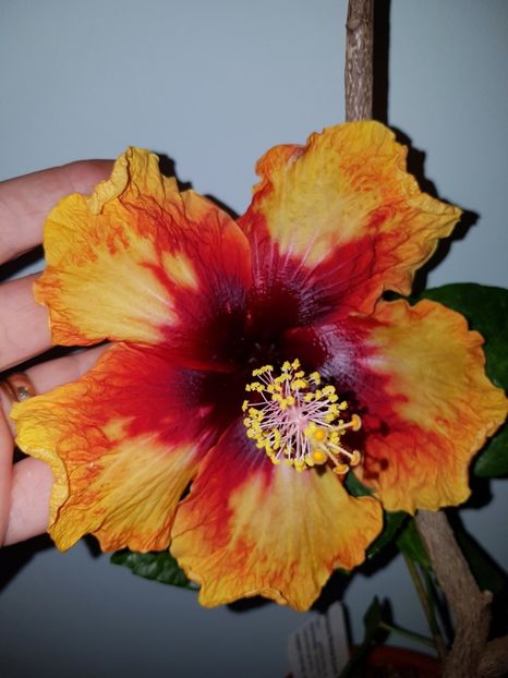  - Hibiscus Moorea Sunset Star