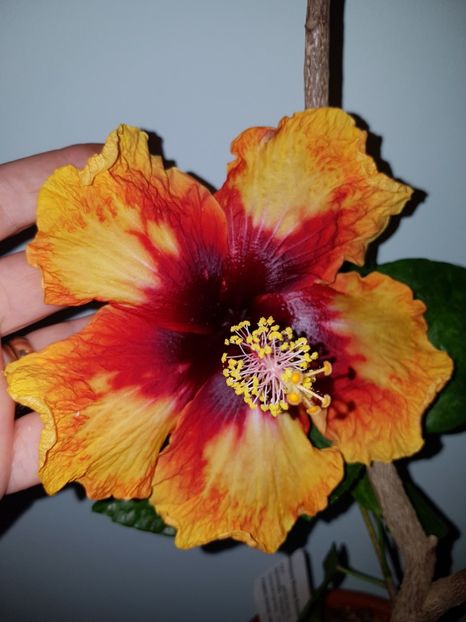  - Hibiscus Moorea Sunset Star