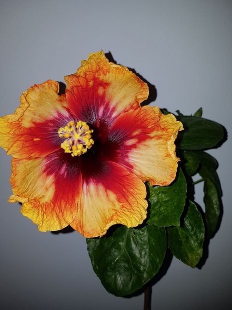  - Hibiscus Moorea Sunset Star