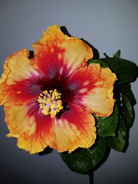  - Hibiscus Moorea Sunset Star