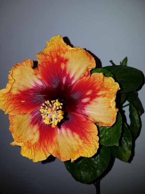  - Hibiscus Moorea Sunset Star