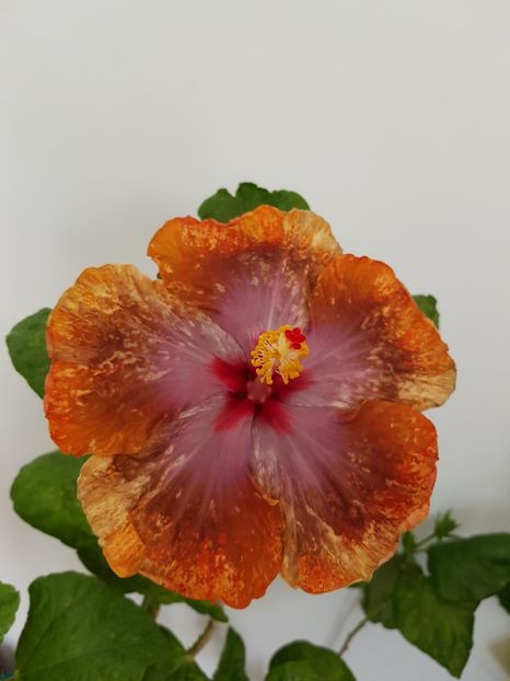  - Hibiscus Tahitian Sophistication