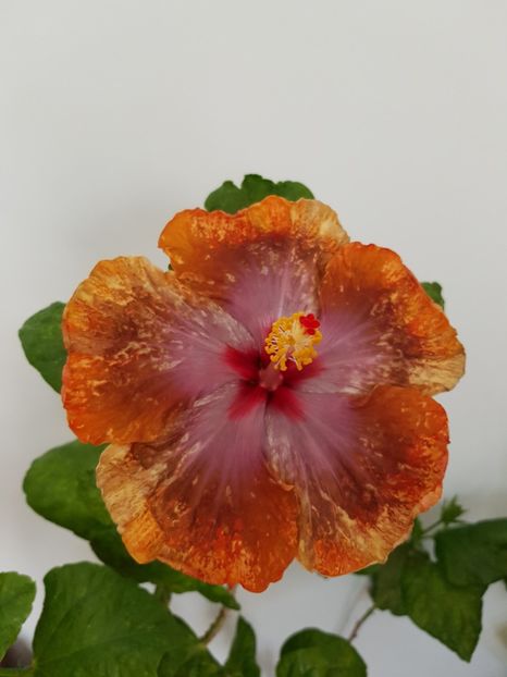  - Hibiscus Tahitian Sophistication