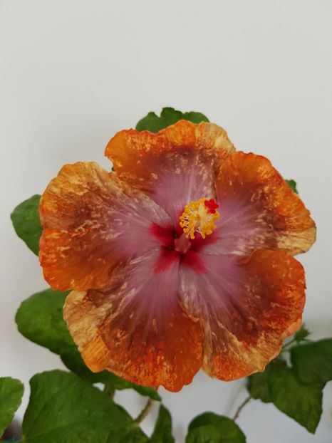  - Hibiscus Tahitian Sophistication