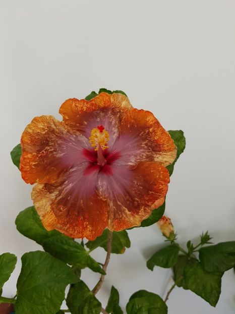  - Hibiscus Tahitian Sophistication