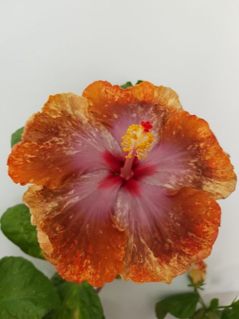  - Hibiscus Tahitian Sophistication