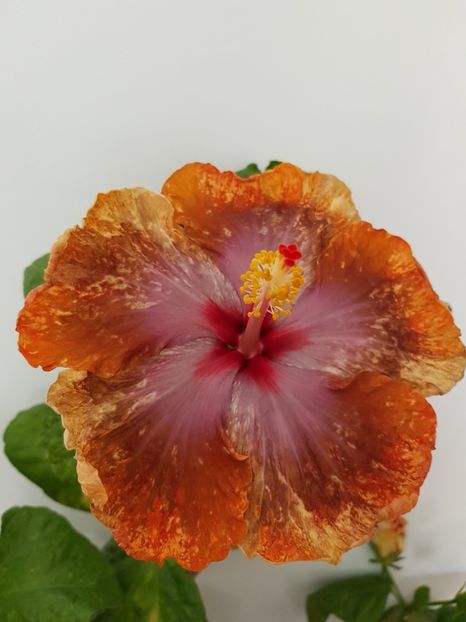  - Hibiscus Tahitian Sophistication