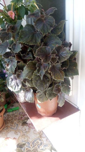  - Northwoods Sunburst