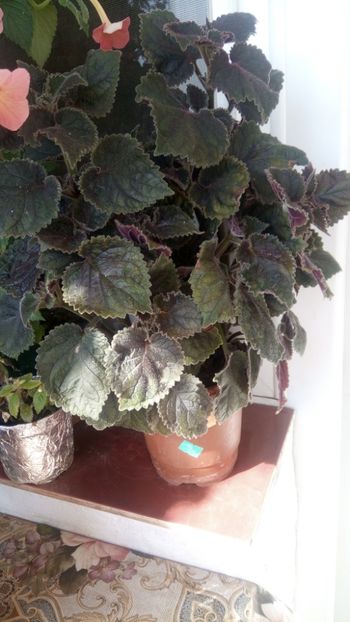  - Northwoods Sunburst