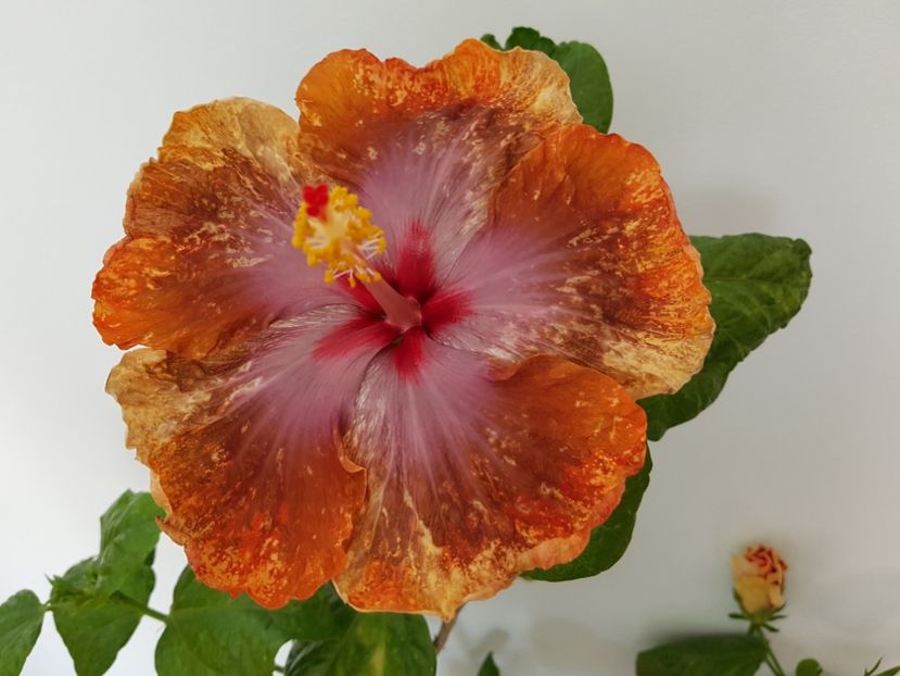  - Hibiscus Tahitian Sophistication