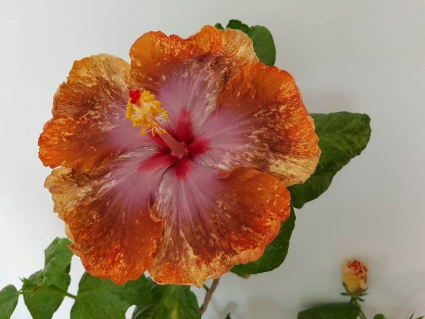 20181005_120022(0) - Hibiscus Tahitian Sophistication