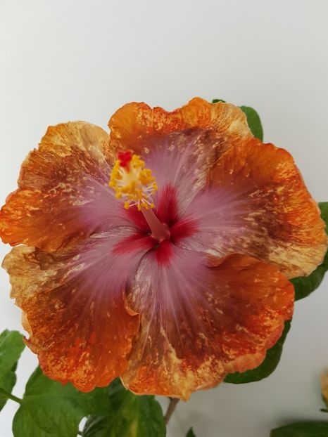  - Hibiscus Tahitian Sophistication