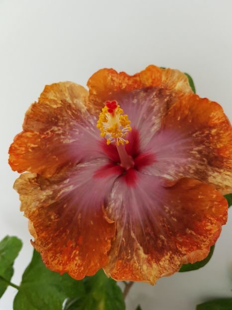  - Hibiscus Tahitian Sophistication