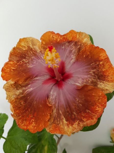  - Hibiscus Tahitian Sophistication