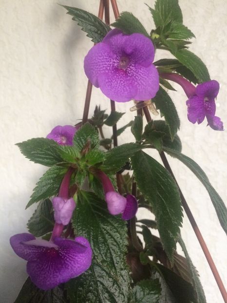 6.10.2018 - Jennifer Goode