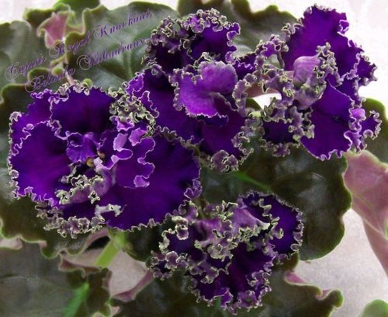  - Cajun s Royal Knockout