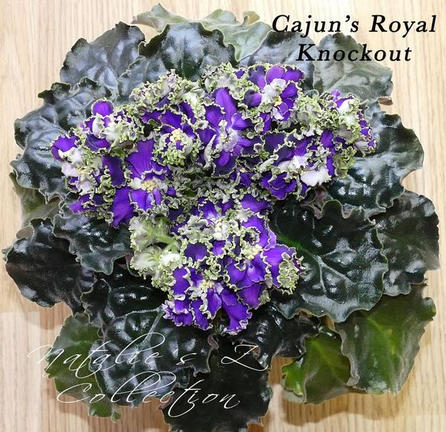  - Cajun s Royal Knockout