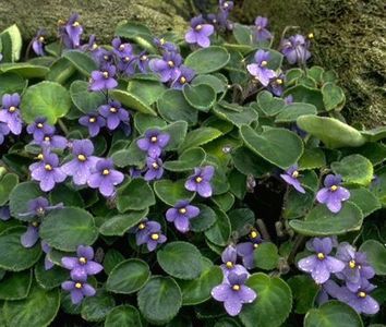 S pendula v kizarae - AA Violete in colecție poze net