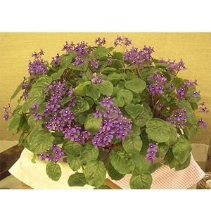 S orbicularis - AA Violete in colecție poze net