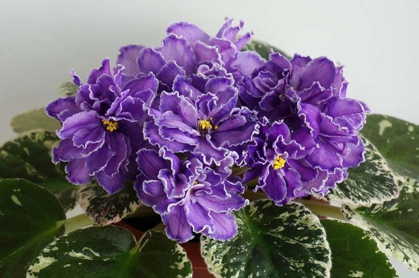 Blackie Bryant - AA Violete in colecție poze net