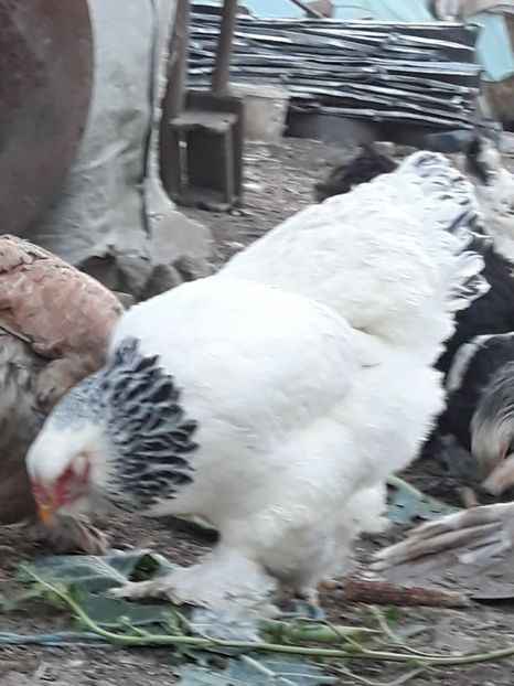  - brahma herminat deschis