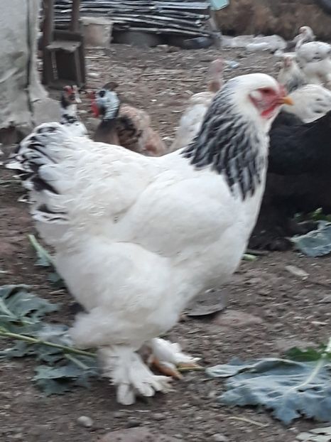  - brahma herminat deschis