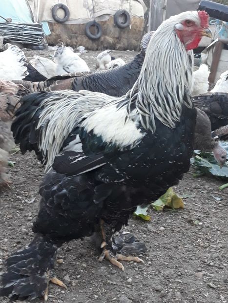  - brahma herminat inchis