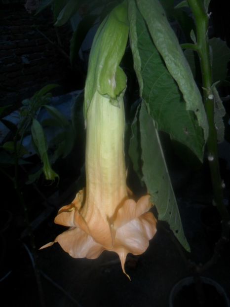  - brugmansii 2018 2