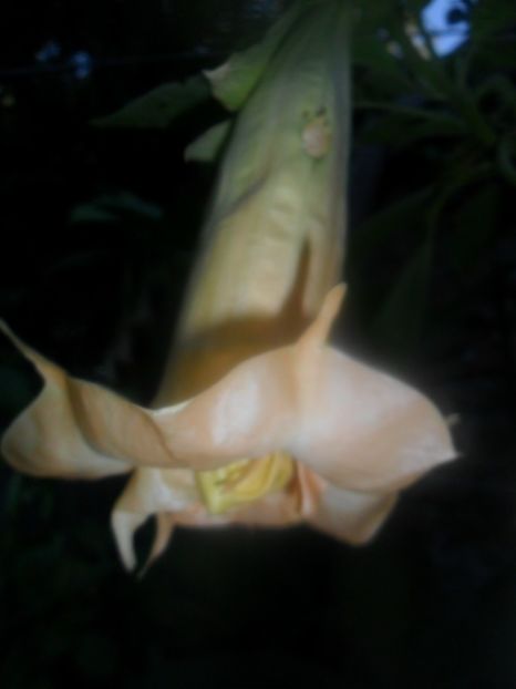  - brugmansii 2018 2