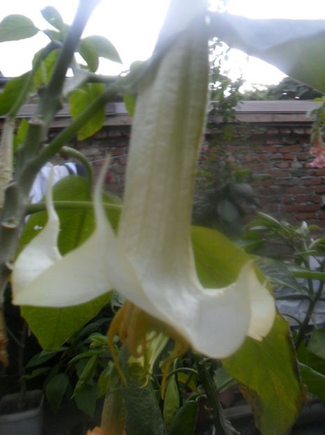  - brugmansii 2018 2