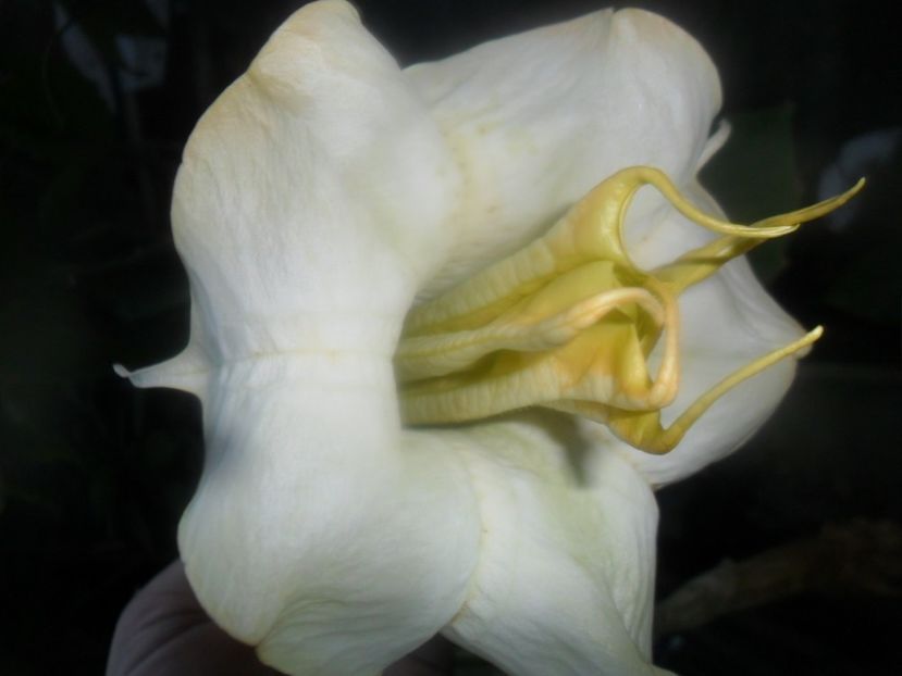  - brugmansii 2018 2