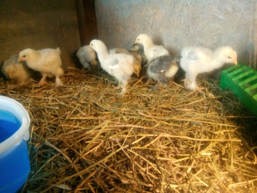  - Puisori brahma albastru de vanzare