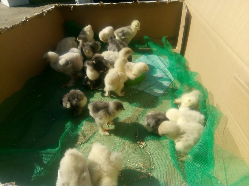  - Puisori brahma albastru de vanzare