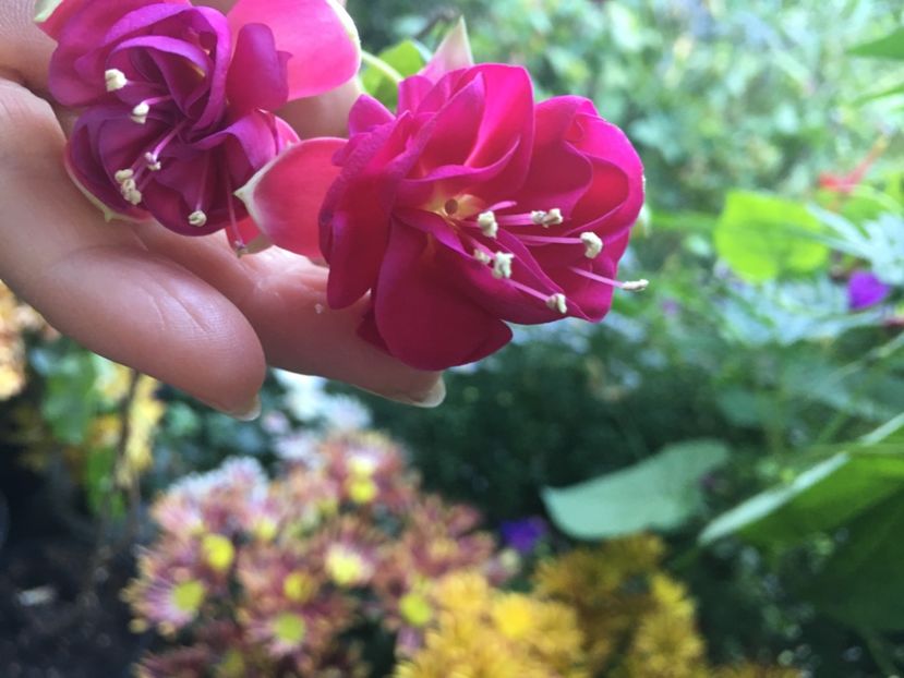 Provence - Fucsii 2018