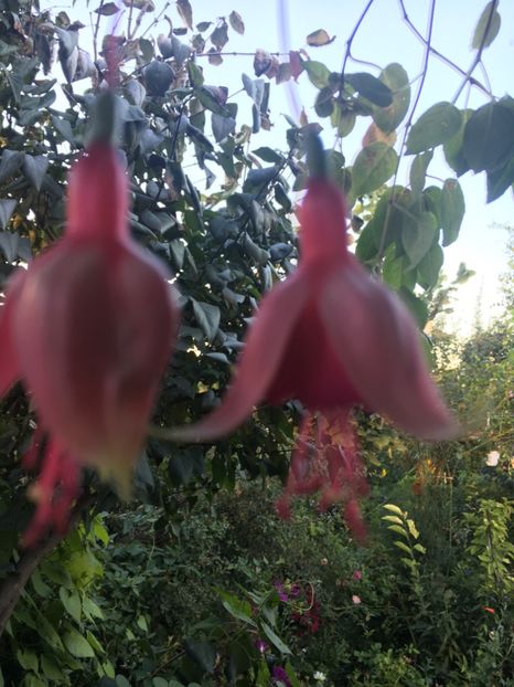 cascade - Fucsii 2018