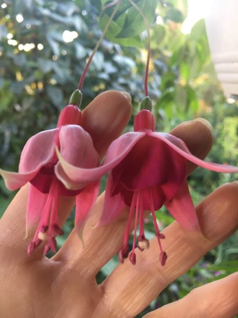 Cascade - Fucsii 2018