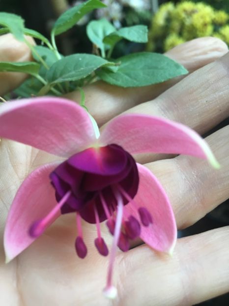 Paula jane - Fucsii 2018