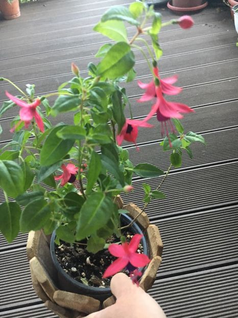 2AFD8E13-50E7-48AF-9BCC-D25535A49CA4 - Fucsii 2018