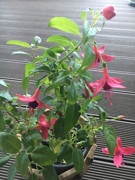 Windchimes rose - Fucsii 2018