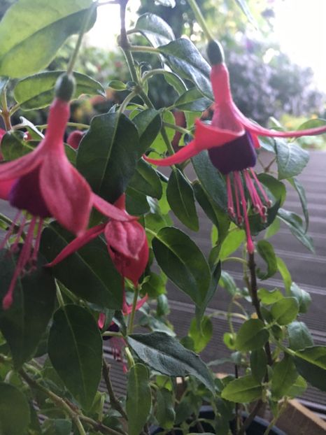 Windchimes rose - Fucsii 2018