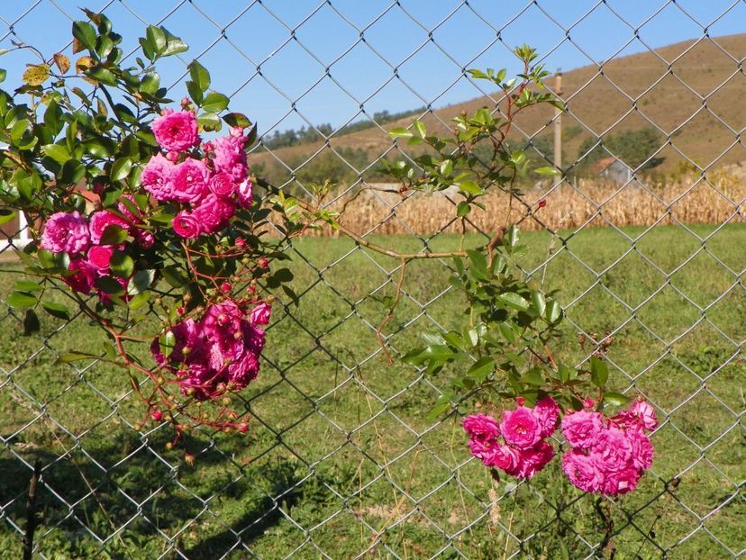 Super Dorothy - Trandafiri 2018 5