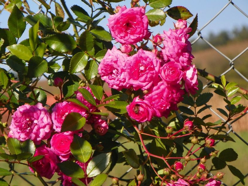 Super Dorothy - Trandafiri 2018 5