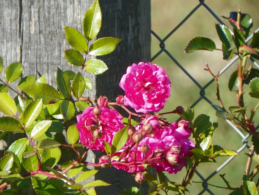 Super Dorothy - Trandafiri 2018 5