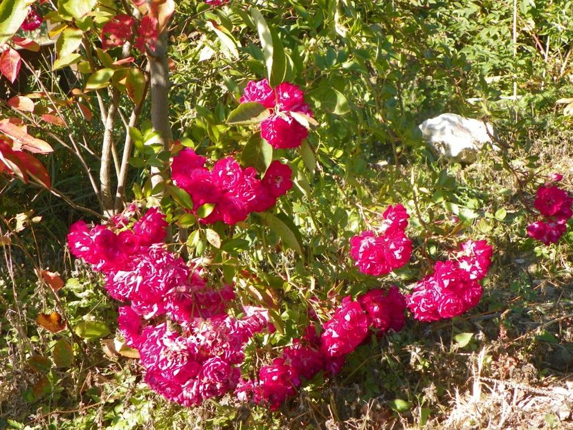 Super Excelsa - Trandafiri 2018 5