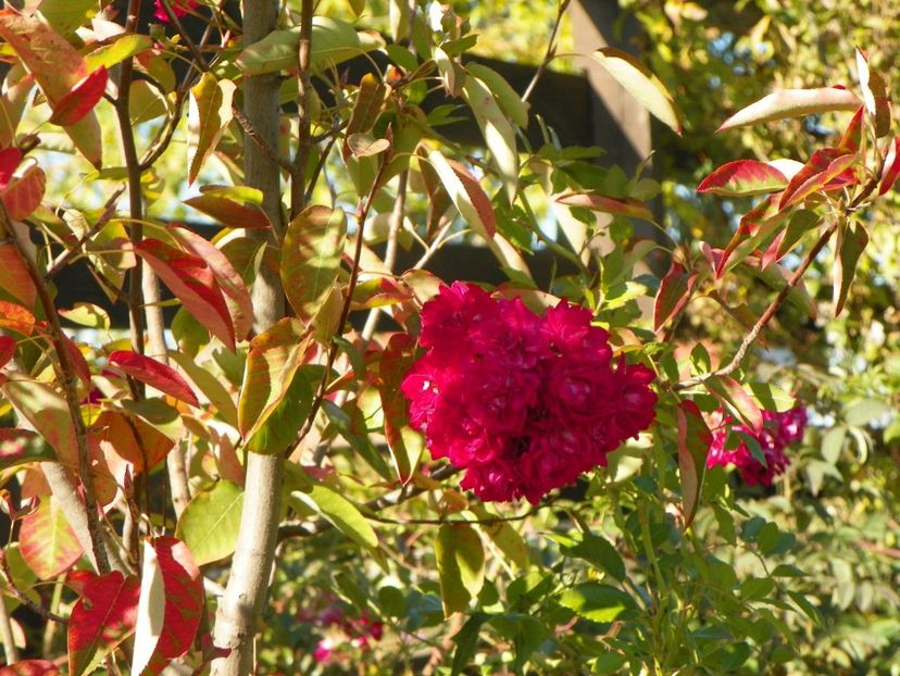 Super Excelsa - Trandafiri 2018 5