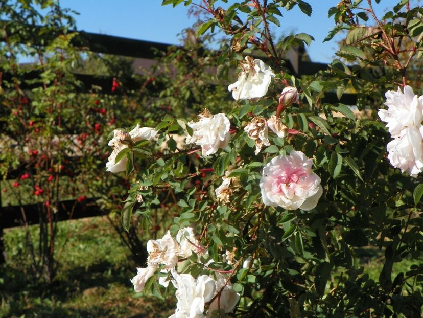 Stanwell Perpetual - Trandafiri 2018 5