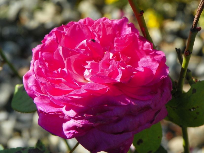 Mme. Isaac Pereire - Trandafiri 2018 5