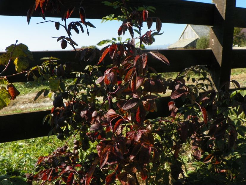 Therese Bugnet - Trandafiri 2018 5