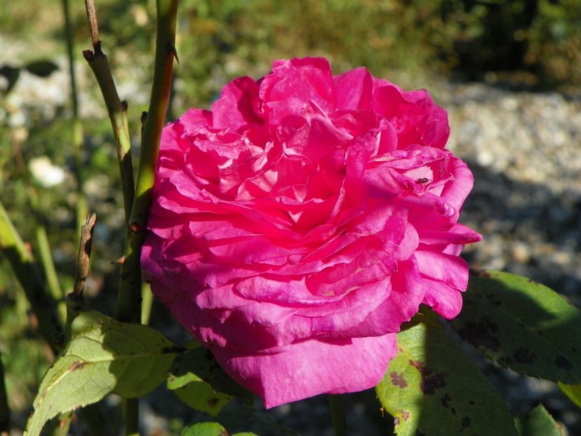 Mme. Isaac Pereire - Trandafiri 2018 5